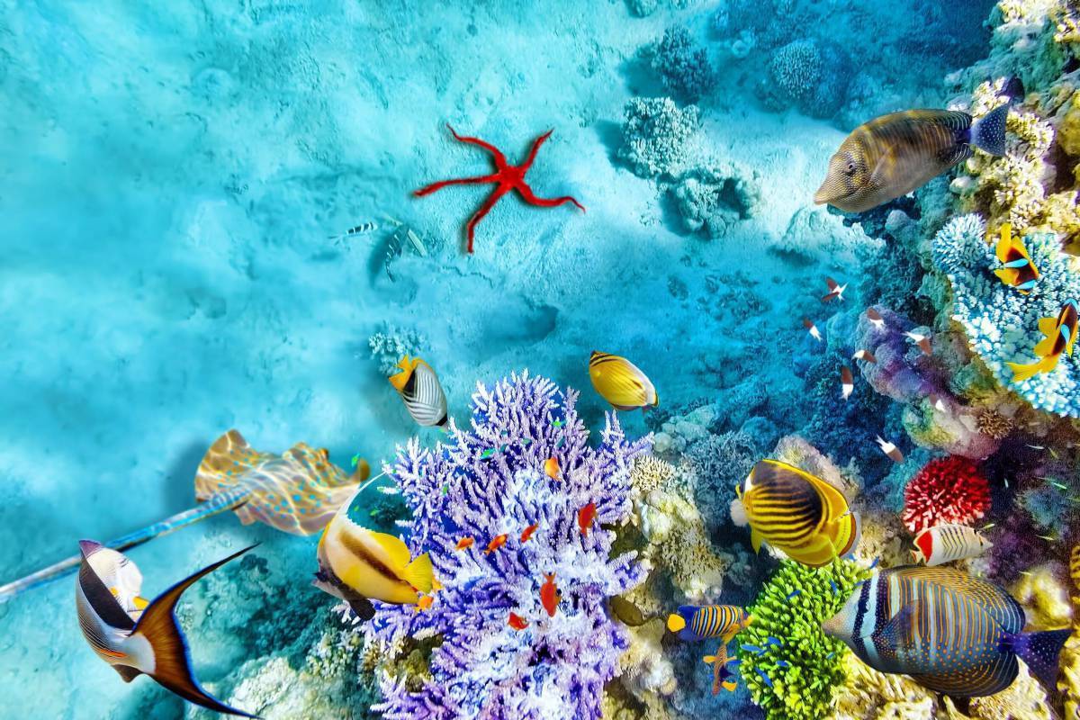 Invenția japoneză uimitoare care promite să salveze oceanele și să rezolve problema plastic odată pentru totdeauna