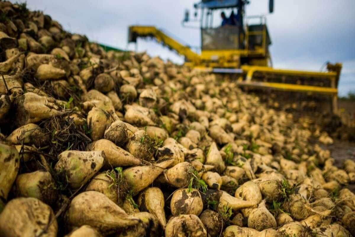 Noul aur roșu: care este cultura care a schimbat producția tradițională de carne și permite producerea de carne ieftină