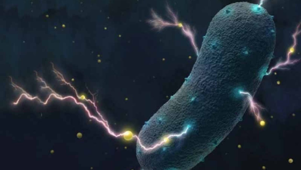 bacterii