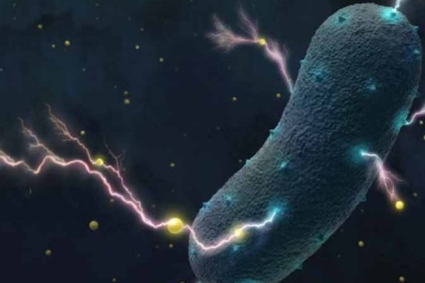 bacterii