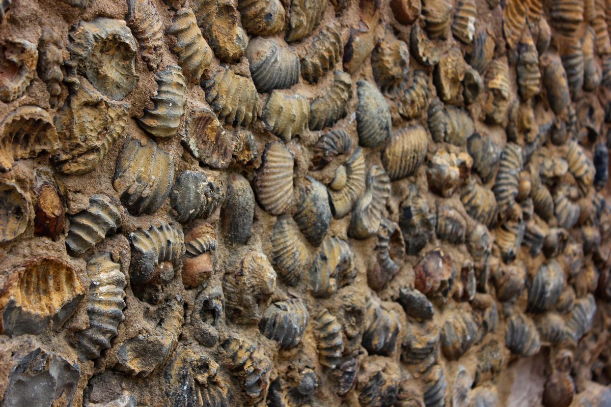 Arheologii sunt nedumeriți după descoperirea unor fosile marine vechi de 130 de milioane de ani în ruinele romane din Maroc: nu reușesc să explice cum au ajuns acolo