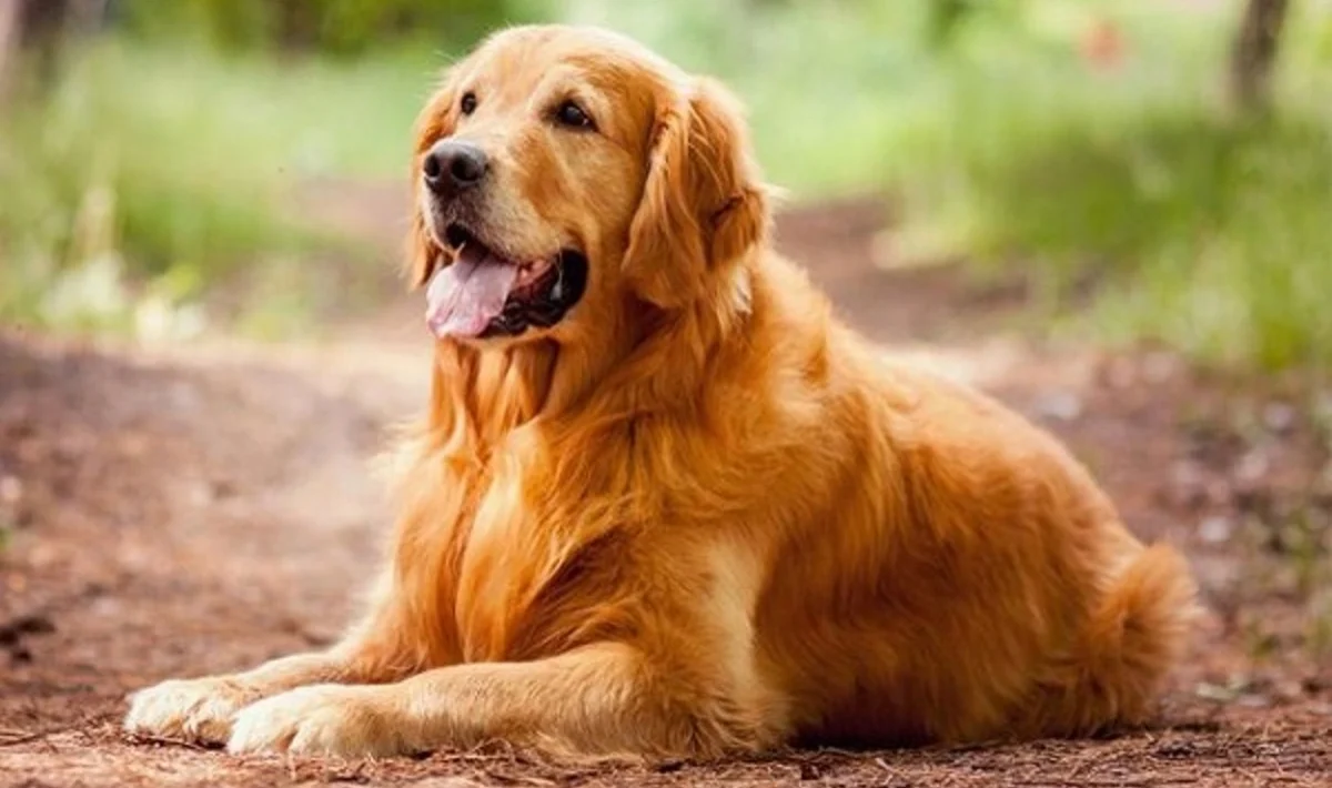 Retrieverul