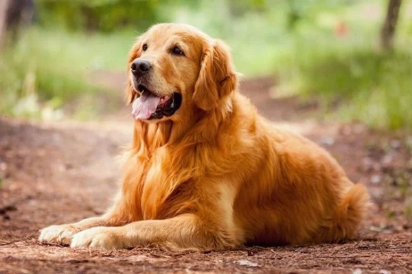 Retrieverul