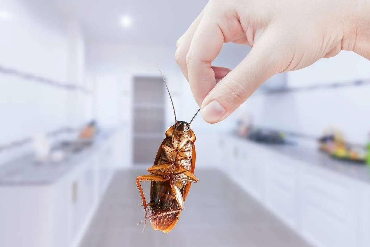 Adio gândacii din casă: o expertă în curățenie dezvăluie secretul casnic pentru a alunga insectele din bucătărie