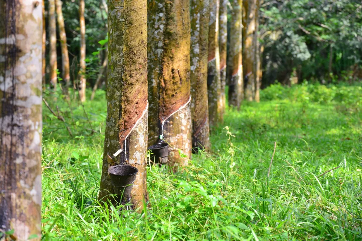 Arborele din America Latină care producea mari bogății până când Asia l-a furat: aurul alb al Amazonului