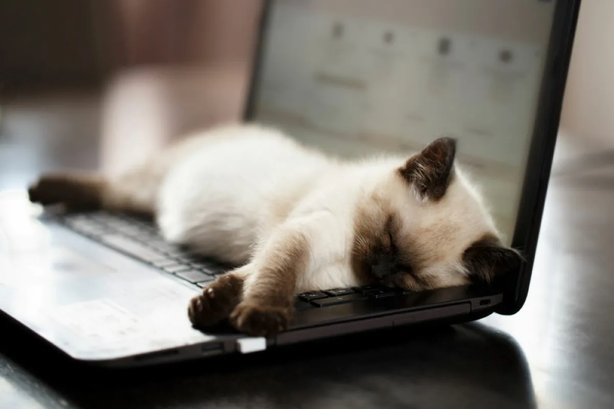 Pisica adoarme pe tastatură, iar mesajul pe care îl lasă pe monitor este pur și simplu perfect