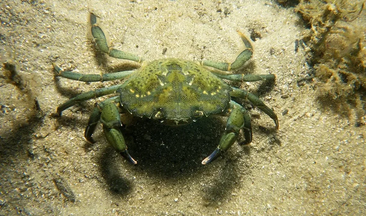 crab
