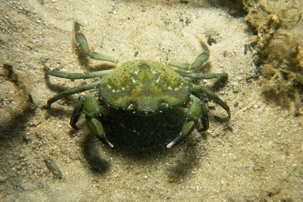 crab