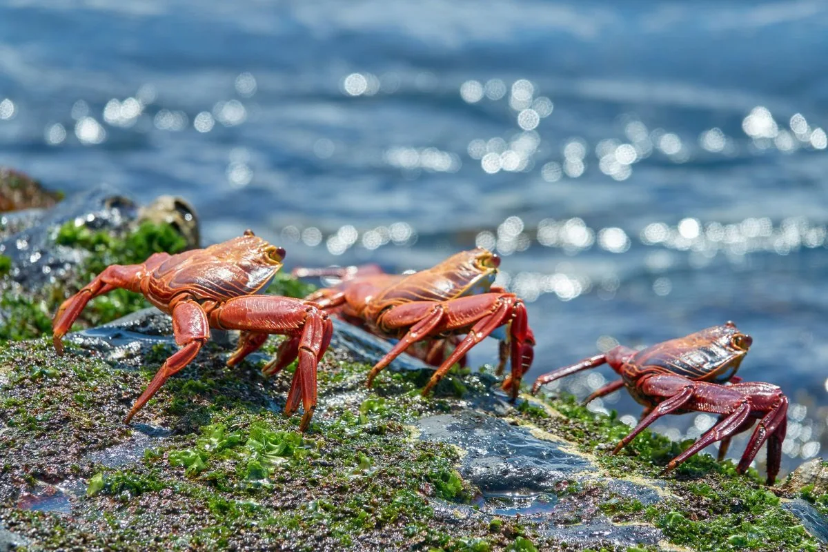 O descoperire unică: o specie de crab este monogamă și ar putea fi salvată de la dispariție