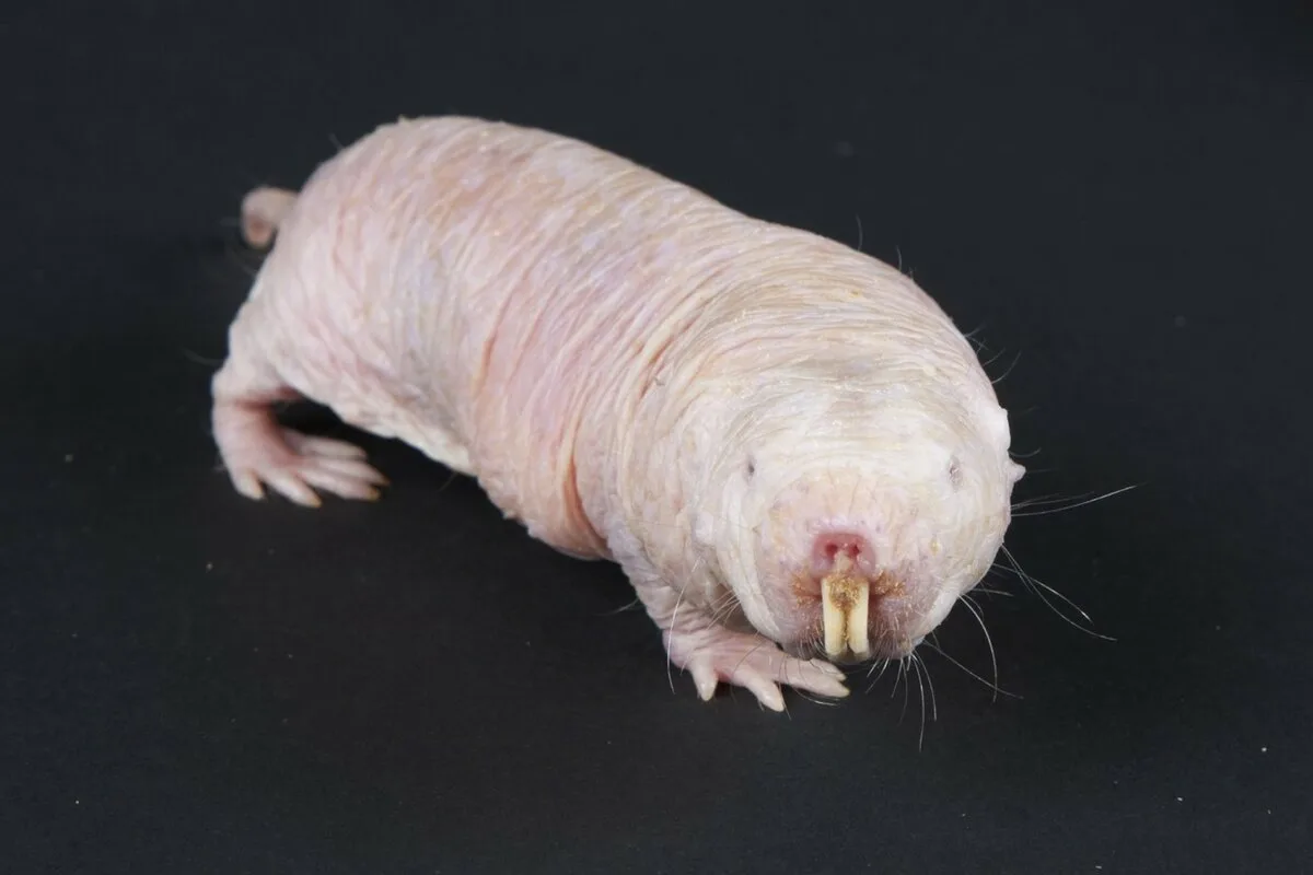 Cunoașteți mamiferul care nu simte durerea, nu este animal cu sânge cald și îmbătrânește încet