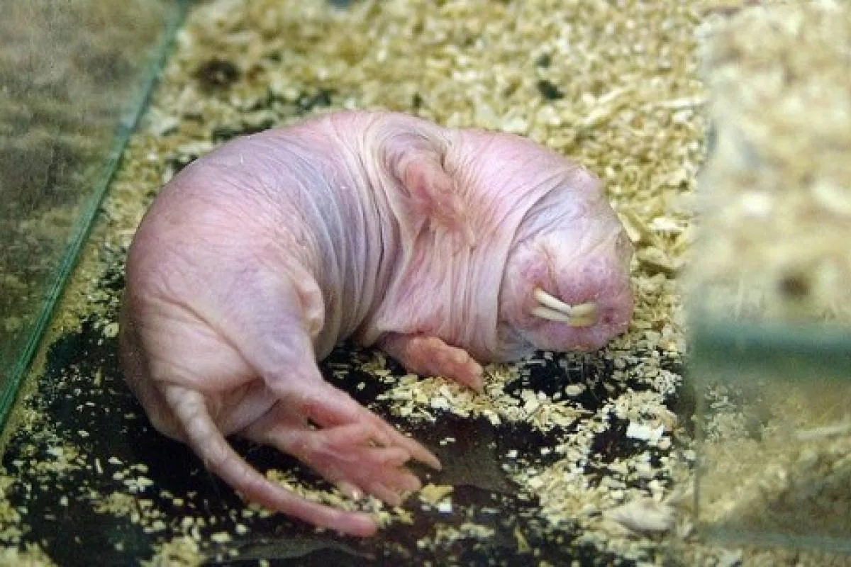 Cunoașteți mamiferul care nu simte durerea, nu este animal cu sânge cald și îmbătrânește încet