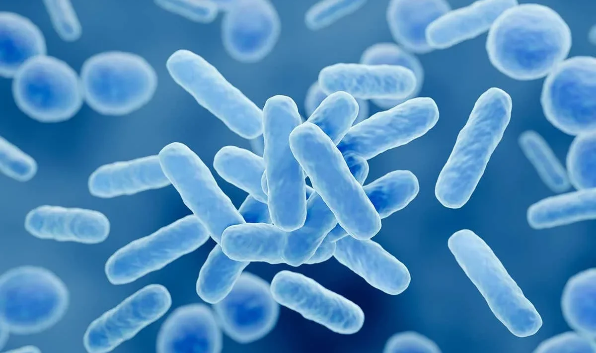 bacterii