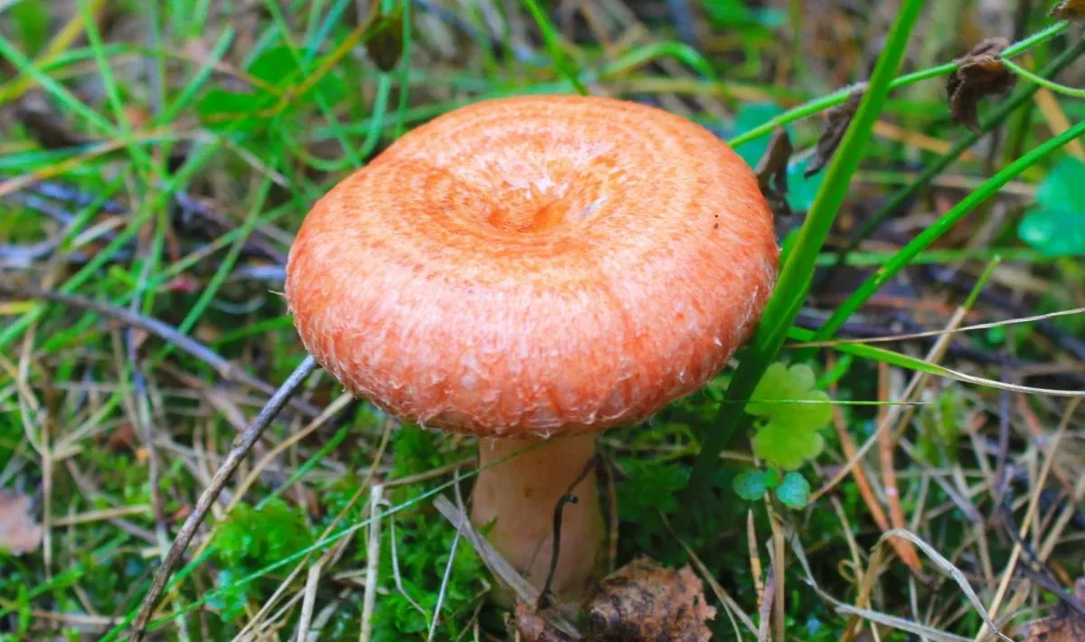 ciupercă
