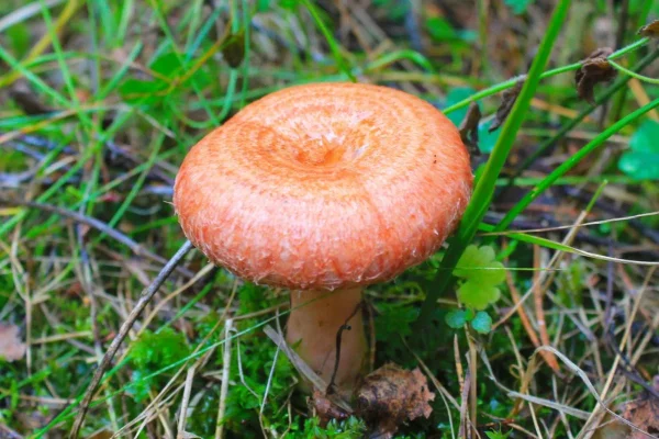 ciupercă