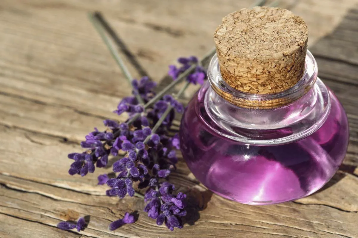 Cum să pregătești un aromatizant de lavandă pentru a parfuma casa și a-ți face oaspeții să se simtă bine