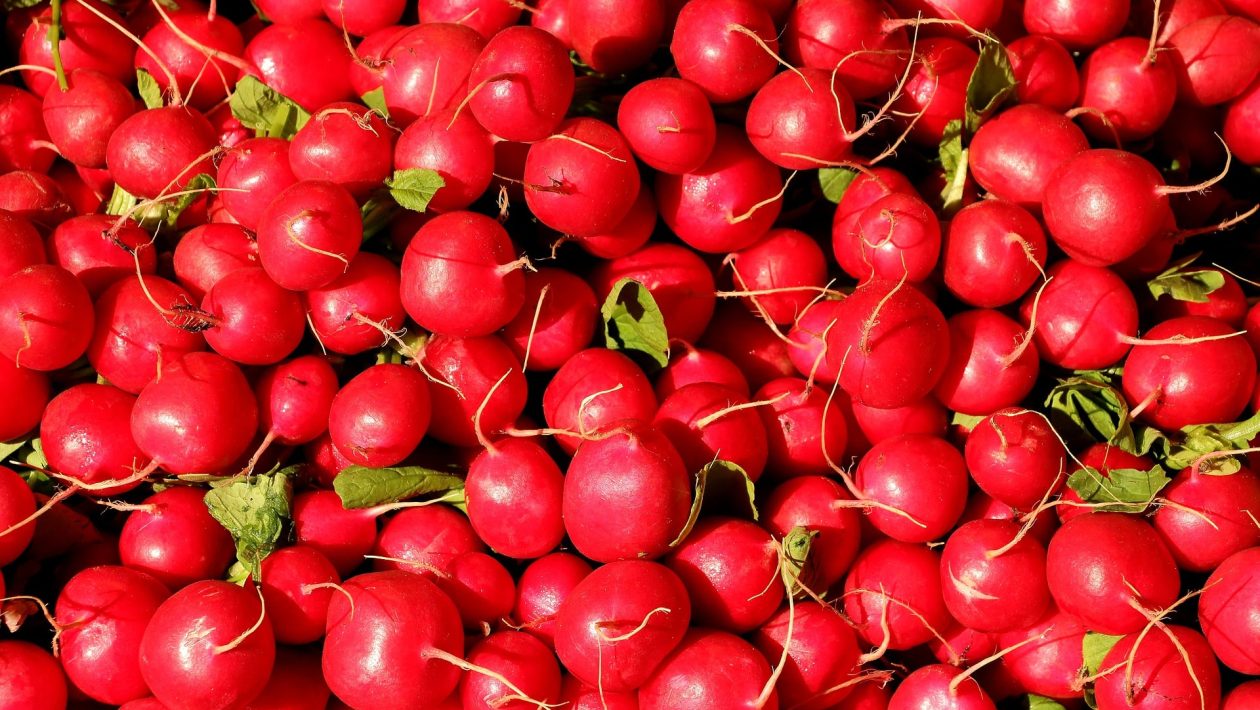 leguma