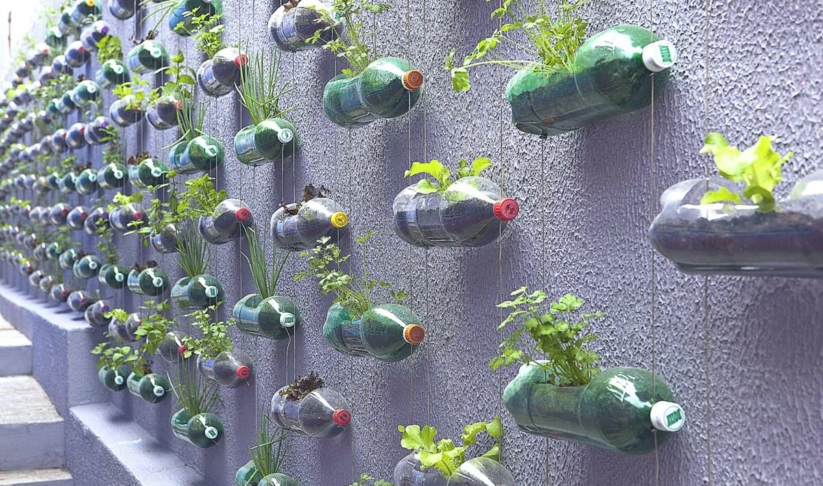 plantelor