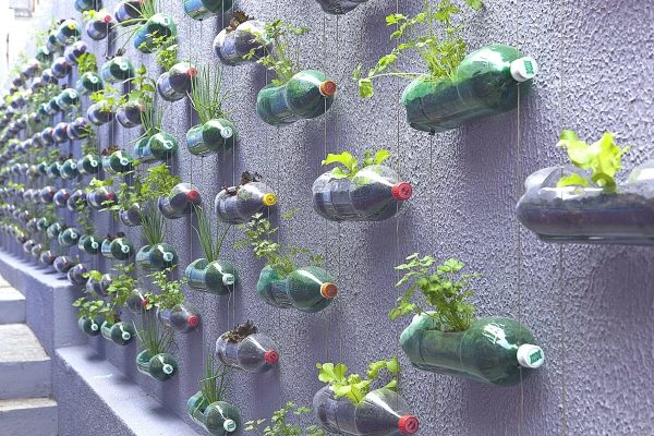 plantelor