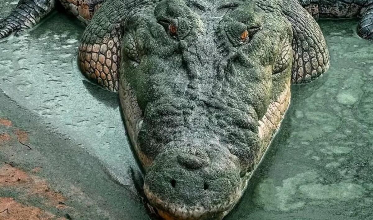 caiman
