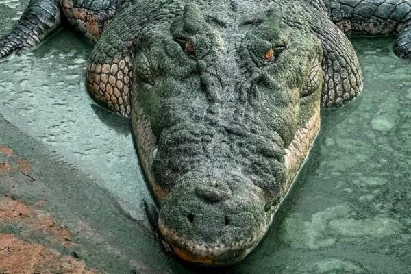 caiman
