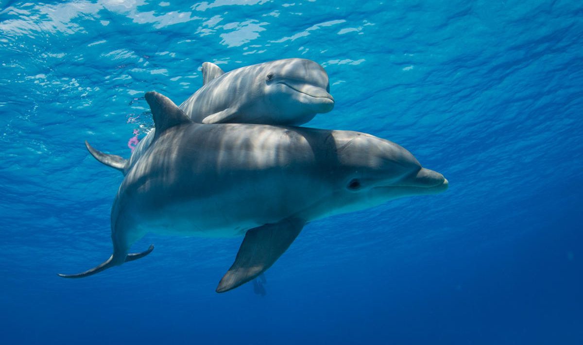 Delfinii