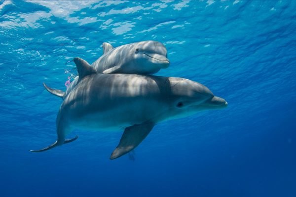 Delfinii