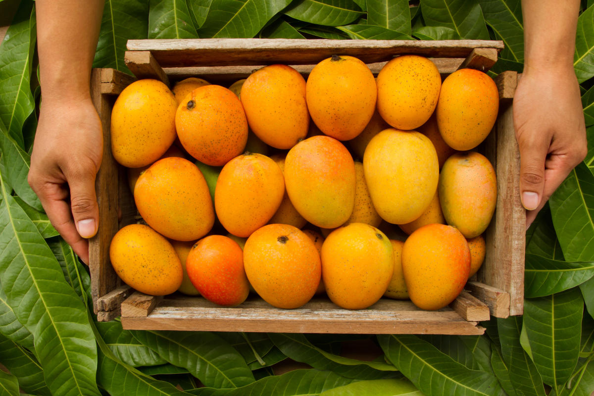 O metodă simplă de a păstra mango proaspăt de două ori mai mult timp va surprinde industria alimentară