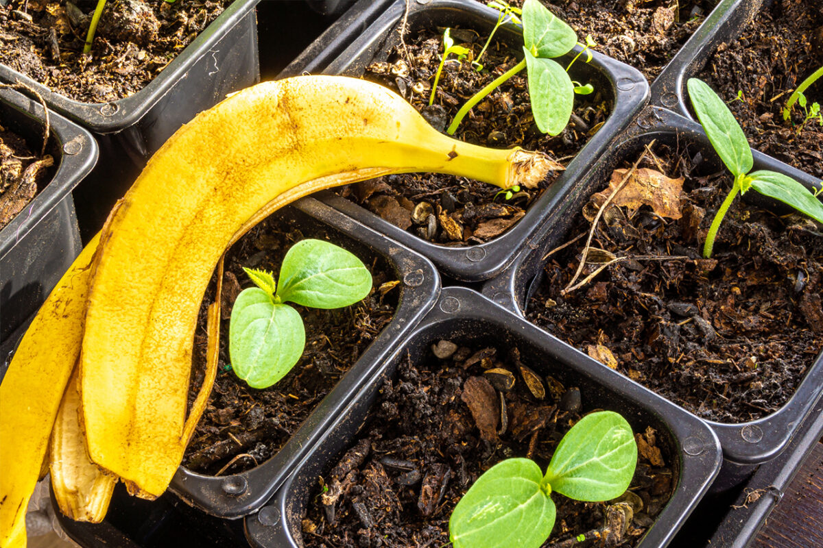Truc natural pentru ca plantele tale să crească mai repede cu coji de banană