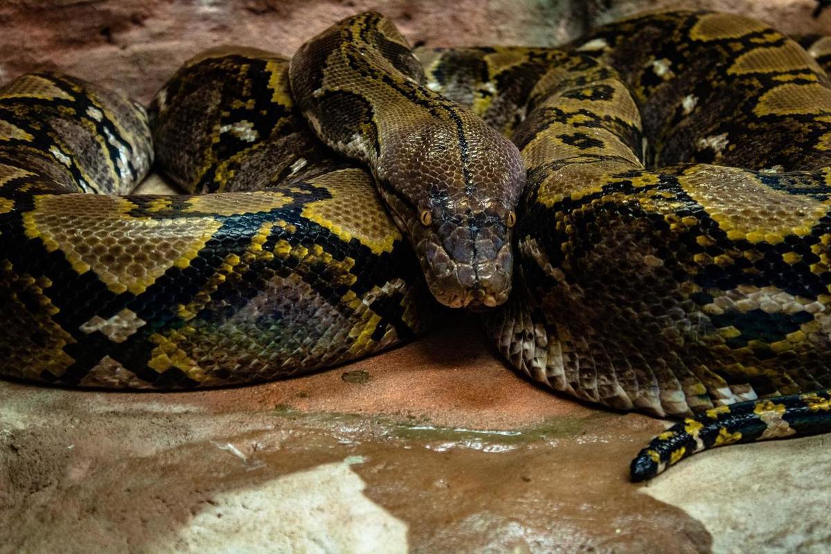 O echipă internațională de biologi descoperă celule necunoscute la pitoni, care dezvăluie modul în care aceștia digeră schelete întregi fără efort