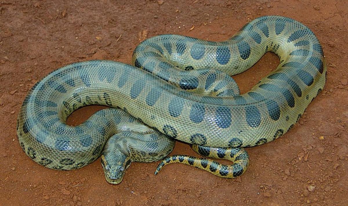 Anaconda