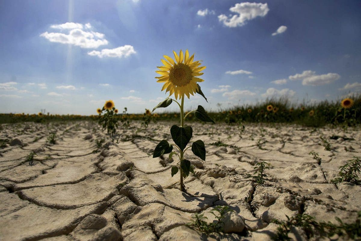 Comunitatea științifică, surprinsă de o nouă descoperire despre plante: în condiții de secetă, acestea își opresc creșterea, dar nu pentru a economisi energie