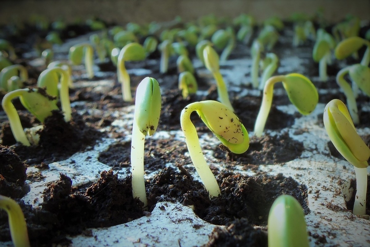 Cum să germinați semințe de pepene verde acasă și să obțineți plante frumoase