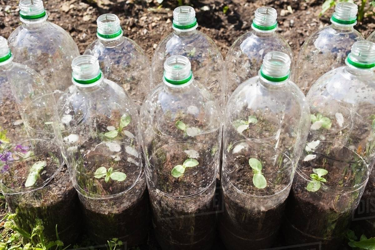 Plasarea sticlelor de plastic în jurul plantelor din grădină: de ce se recomandă acest lucru