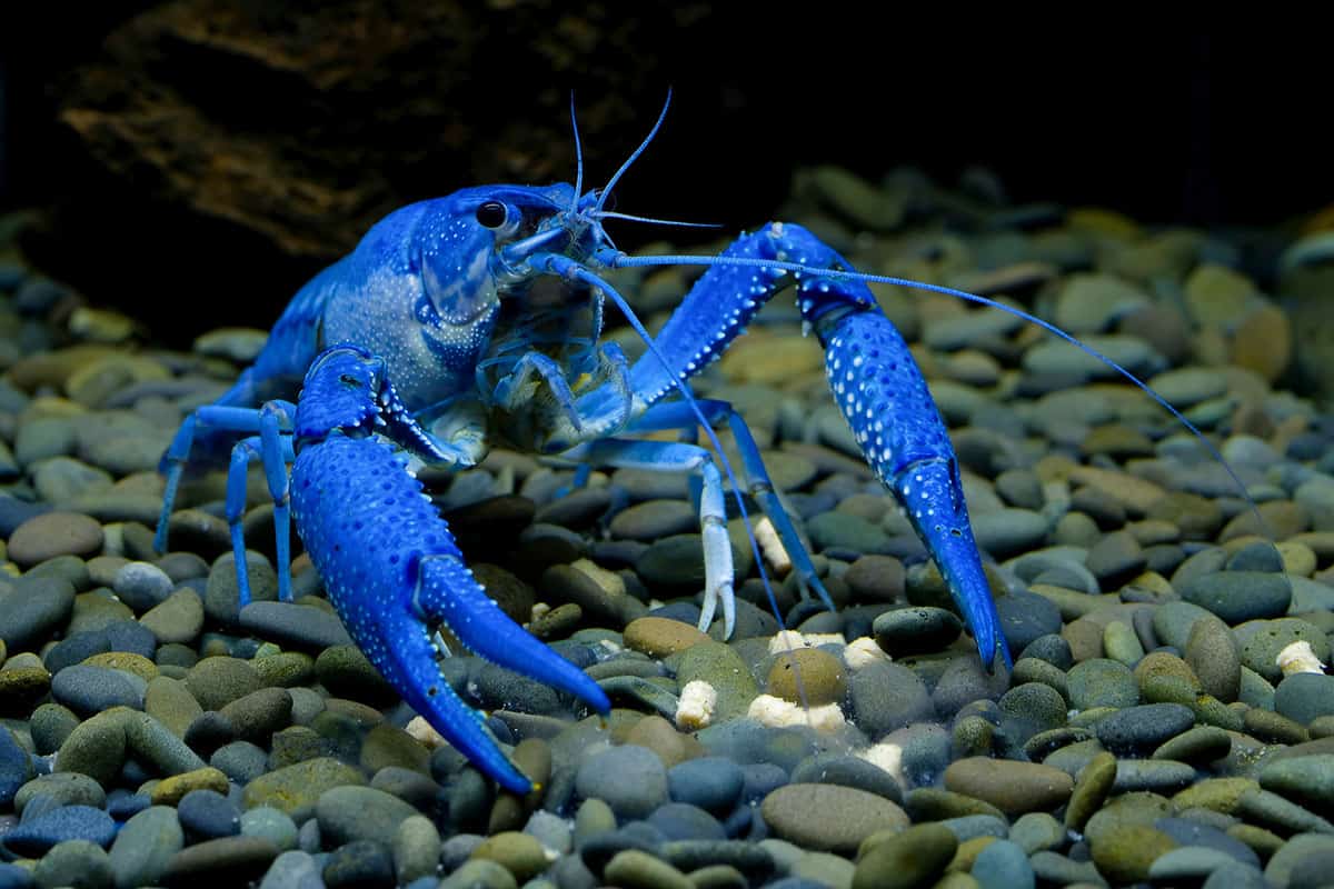Un pescar din Garcihernández a găsit în râul Tormes, la trecerea acestuia prin Huerta, un exemplar curios de crab albastru.