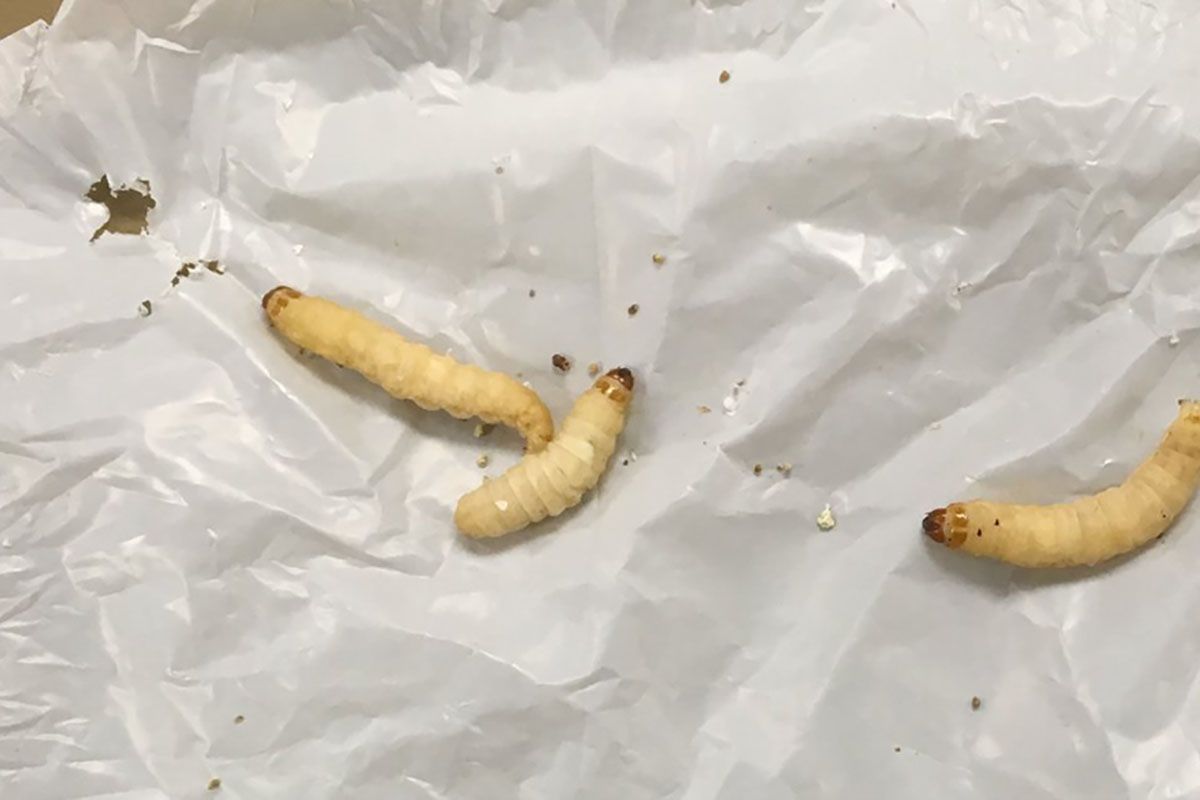 Viermii mănâncă plastic în 24 de ore: soluția naturală surprinzătoare a oamenilor de știință pentru combaterea polietilenei