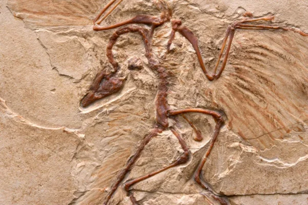 dinozauri