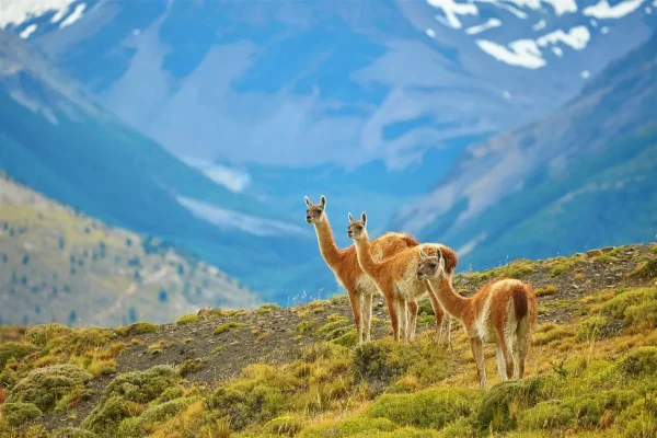 Chile