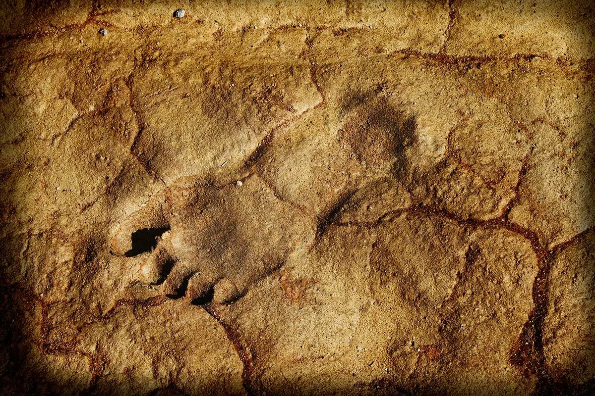 Urme de neandertali de acum 80.000 de ani pe coasta Portugaliei dezvăluie că copiii vânau în dune