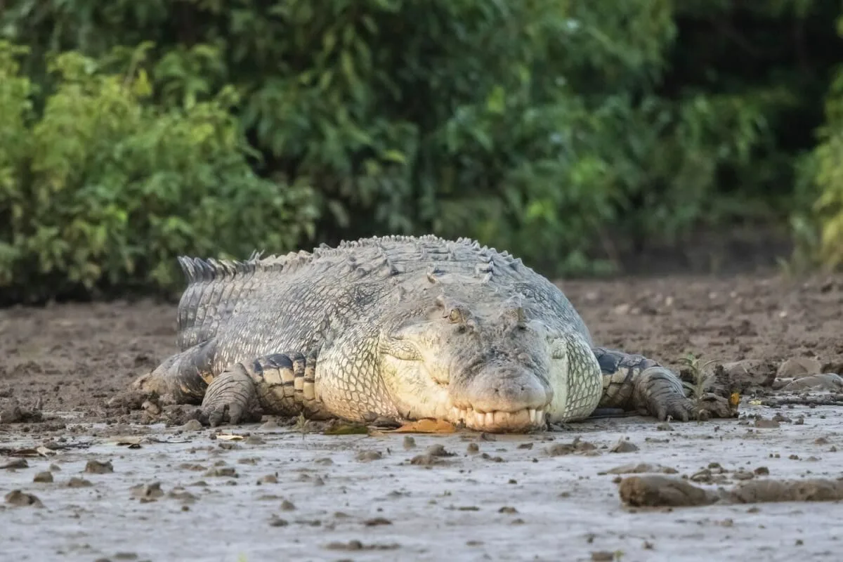 „Juancho”, un caiman de 200 de kilograme care era hrănit ca animal de companie în Mompox, a fost salvat