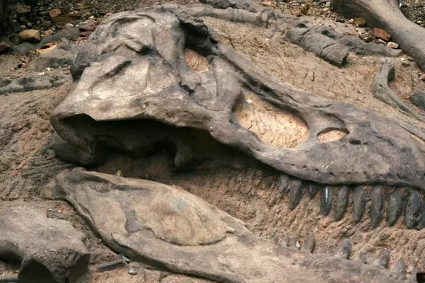 Dinozaurii