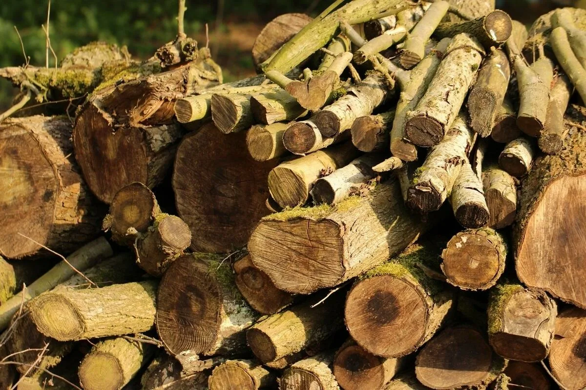 Un nou studiu descoperă că îngroparea în sol a deșeurilor lemnoase provenite din tăieri și gateruri ar putea extrage cantități enorme de CO2 din aer, suficiente pentru a răci planeta cu până la 0,4 °C