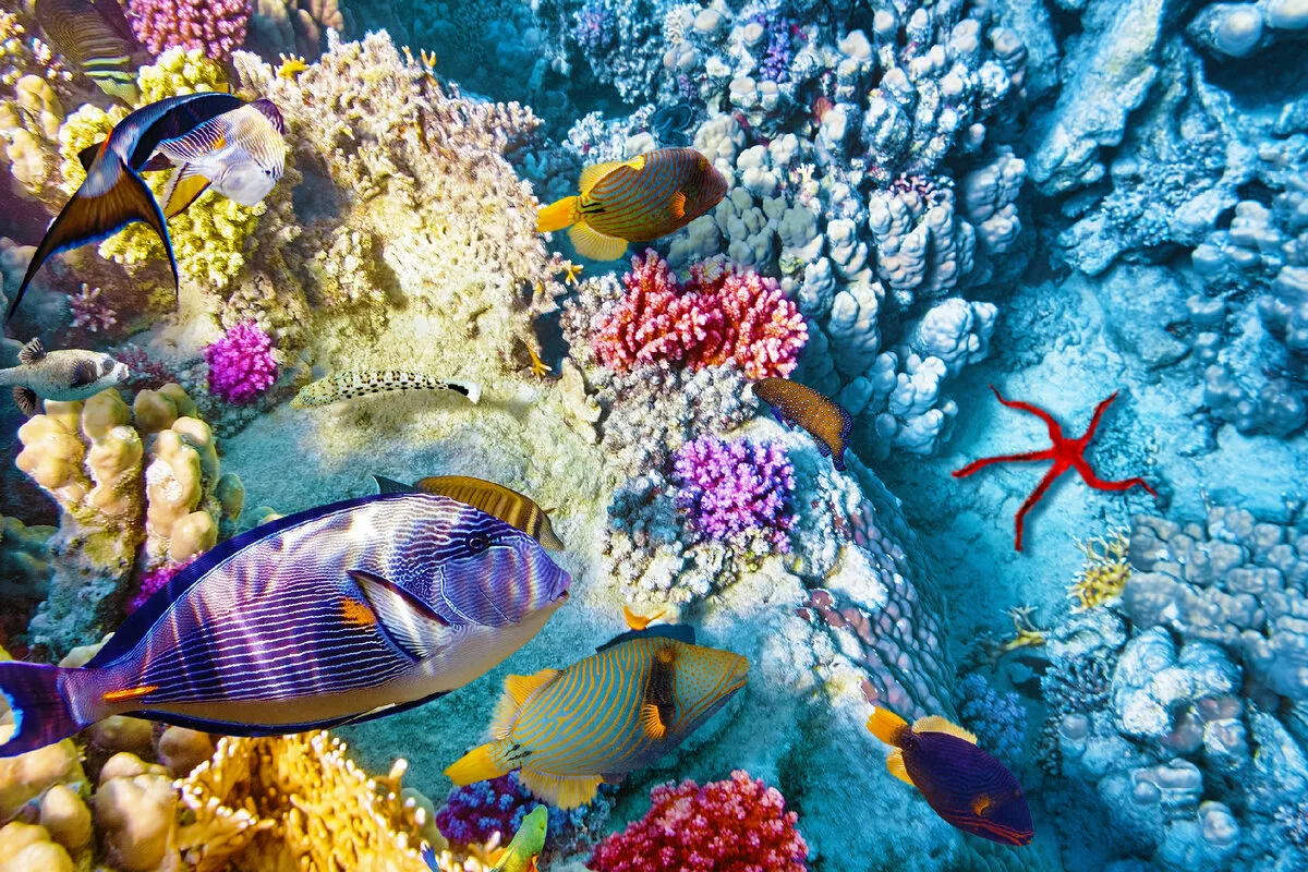 „Un observator incredibil”: se scufundă în adâncurile unui ocean înghețat și descoperă minuni