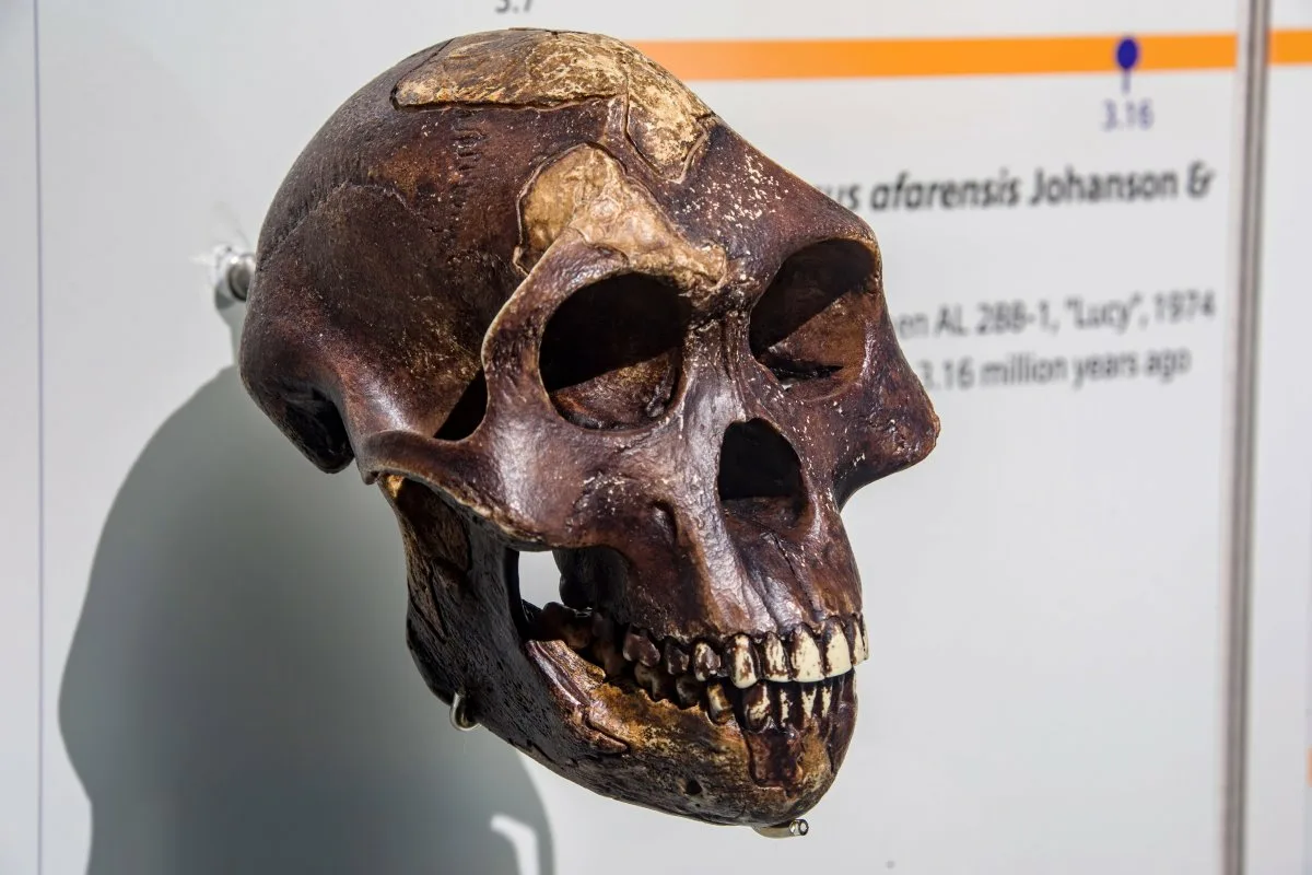 Oasele celebrei hominide Lucy vor părăsi Etiopia pentru a ajunge în Europa pentru prima dată