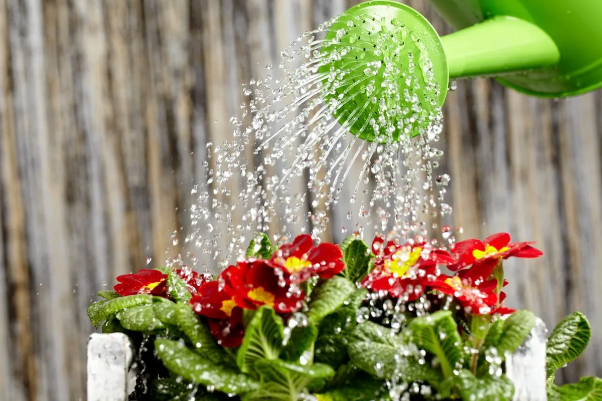 Nu este doar pentru baie: cum poți folosi săpunul alb pentru a-ți întări plantele