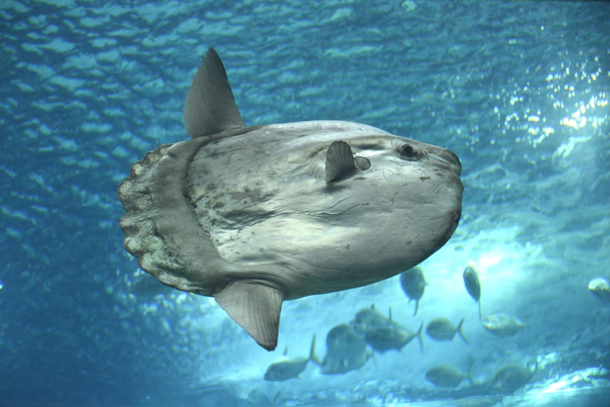 Drenează un iaz pentru a elimina o specie invadatoare și au o mare dezamăgire când observă plantele