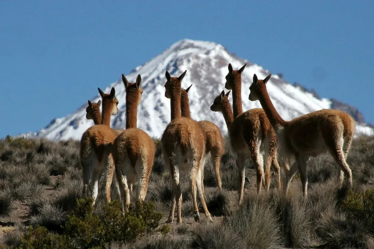 Nouă speranță pentru supraviețuirea speciei: 10 huemule noi au fost găsite în extremitatea sudică a Chile