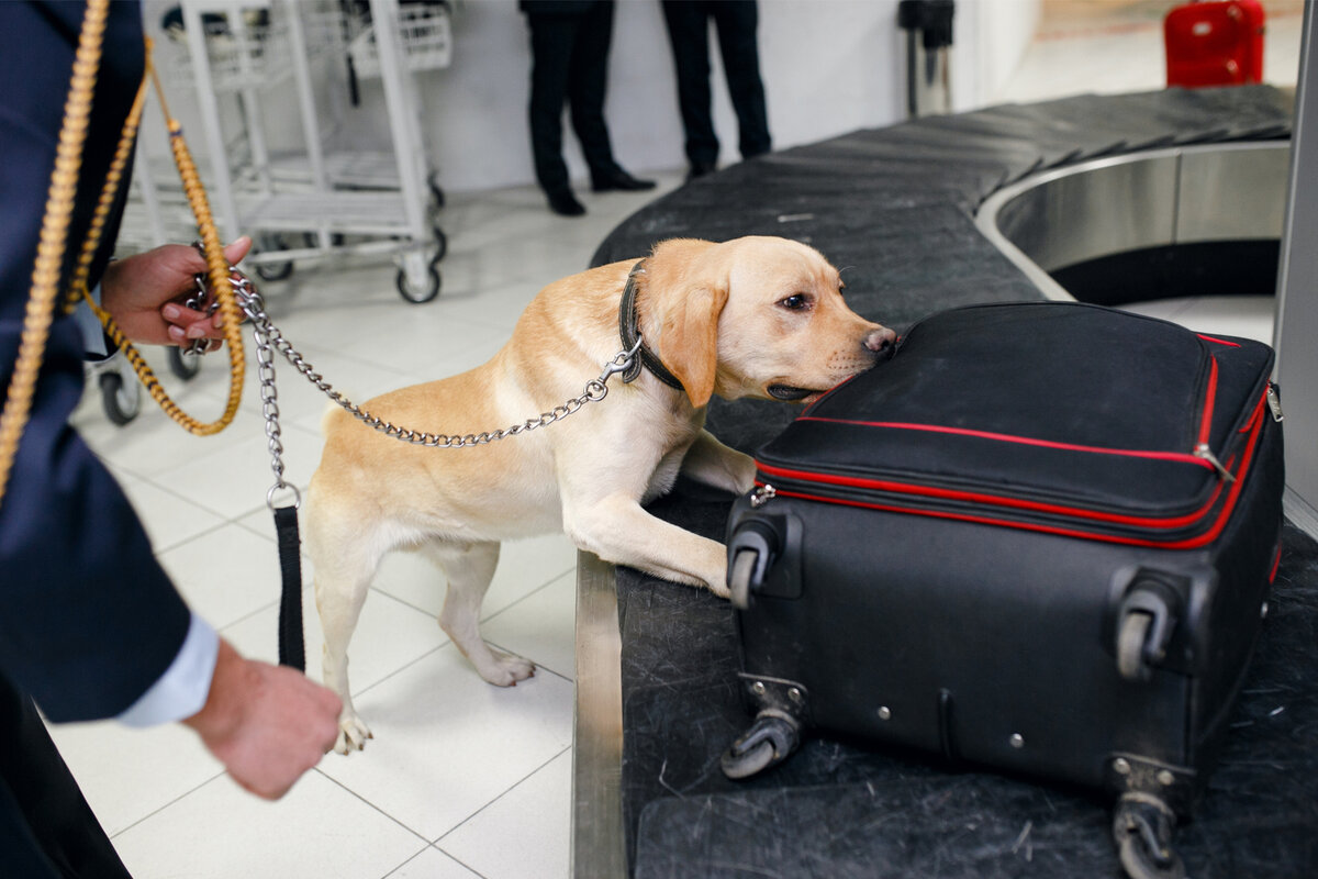 Un aeroport din SUA a confiscat animale însângerate și produse marine dintr-o valiză provenită din Coreea de Sud