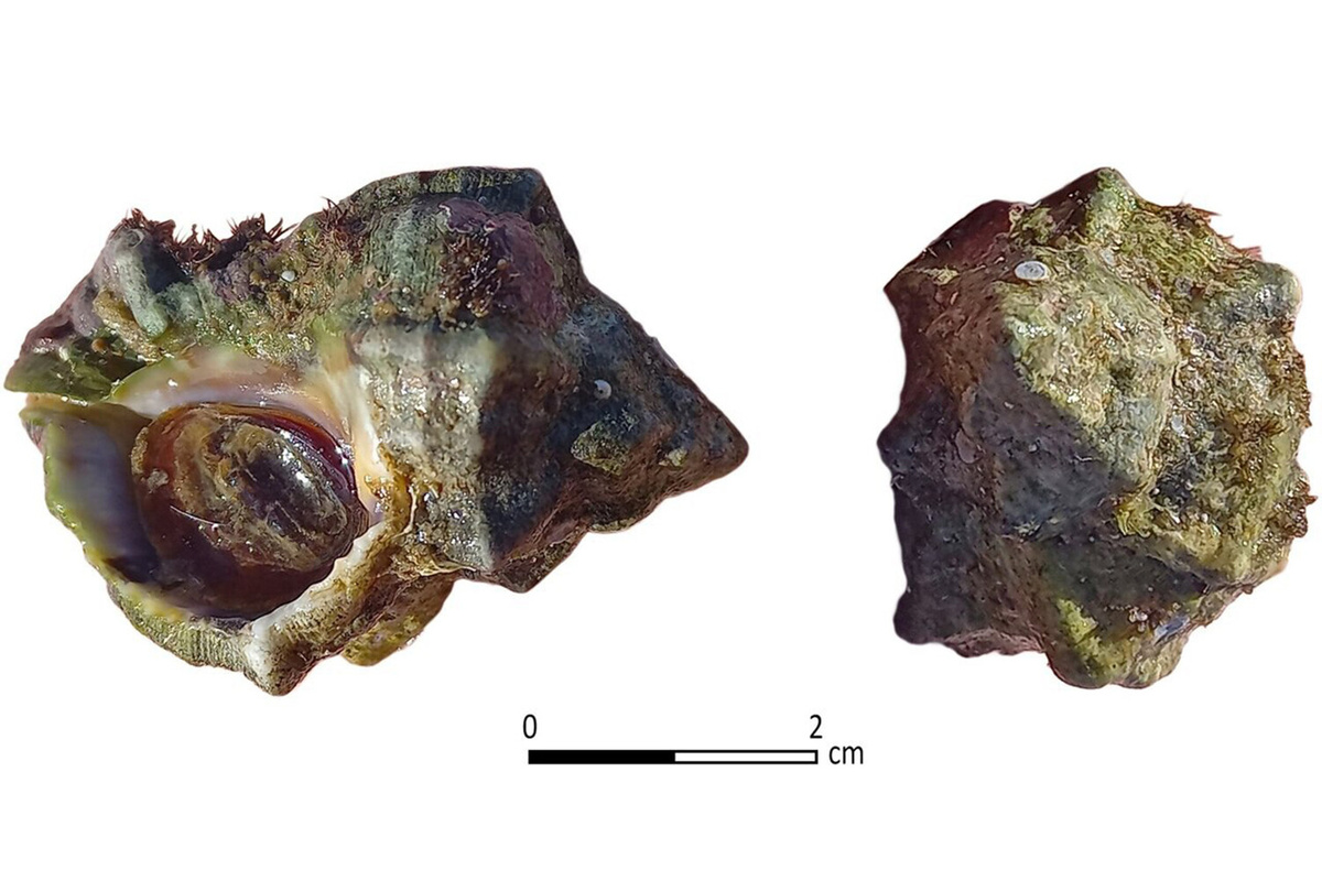 Pentru prima dată a fost descoperit un fragment solid de purpură de Tiro, pigmentul care în Imperiul Roman era mai prețios decât aurul
