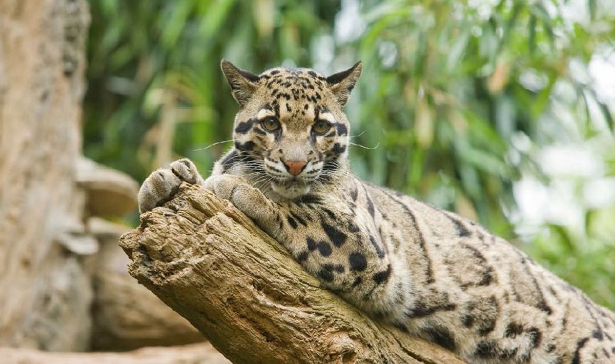 feline