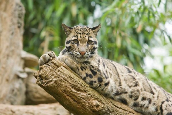 feline